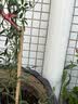 清韵伊人 木香花树苗爬藤开花红黄白特大苗耐寒盆栽地栽爬墙花卉蔷薇 黄木香 中苗50-70厘米高 不含盆 实拍图
