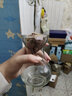 绿丝绦风信子种球水培花卉土培种子四季室内室外耐寒植物花苗盆栽 紫色感动（紫色） 水培套餐（水培瓶+种球） 实拍图