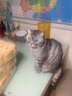 卜尼辅酶q10渣ql0保健品匹莫苯丹搭欣贝宁宠心肌肥大猫用牛磺酸犬猫通用老年猫狗护理强心锭改善心血管 辅酶Q10 实拍图