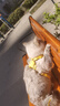 欢宠网猫咪牵引绳猫绳胸背带遛猫绳溜猫绳子背心宠物防挣脱逃脱背带链子 实拍图