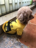 阿莫尔小狗狗衣服春夏薄款网红背包搞笑泰迪猫咪宠物小型犬幼犬夏季服饰 宠团外卖【带背包】 XS 建议1-3斤 背长20cm 实拍图