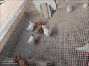 一斤左右现货白凤乌鸡活的正宗泰和乌鸡苗白毛鸡乌骨鸡脱温苗现货 1斤左右白凤乌鸡【5公送1只防损6只】 实拍图