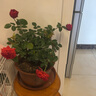 【果汁阳台月季】大苗玫瑰花苗盆栽大花欧月浓香阳台庭院带花苞 红苹果【带花苞】 中苗【当年开花】 实拍图