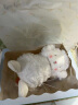 海湾兔bunnies by the bay小羊公仔玩偶娃娃毛绒玩具情人节女孩生日礼物 824158黄帽围兜套装（含羊） 海湾兔 实拍图