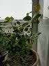 花大花月季花苗绿植嫁接四季好养欧月庭院阳台盆栽花卉好养活 绯扇 月季小苗 不含盆 实拍图