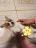 波奇多防蚊叮咬防护宠物精油香圈大号天然植物配方宠物精油项圈猫咪狗狗 实拍图
