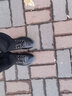 爱步（ECCO）【BIOM】经典款 运动鞋女 户外休闲跑步鞋 健步C系列091503 黑色（牦牛皮）09150351707 36 实拍图