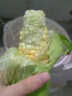 土地母亲计划 水果玉米甜玉米云南 蔬菜新鲜甜嫩玉米棒鲜玉米 净重 3斤 单果300g+ 3-5根 实拍图