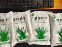 美外 草坪种子 护坡草籽草皮种子庭院免修剪耐寒草坪草绿化工程 耐寒耐旱四季青K88 实拍图
