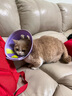 KimPets宠物伊丽莎白圈猫咪防舔头套狗狗防抓挠防咬项圈脖圈绝育驱虫用品 【轻盈无拘束】大眼萌萌 M(颈围24-31cm 适合6-13斤宠物) 实拍图