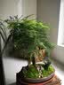 瀚林怡景（HANLINYIJING）文竹盆栽山水盆景植物室内客厅桌面办公室绿植花卉云竹四季常青 文竹-紫砂盆-木座 实拍图