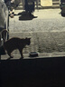 绿净全自动捕猫笼捉猫神器家用大号人道救助驱赶逮流浪野猫笼抓猫神器 加厚款捕猫笼【可装1-20斤】 实拍图
