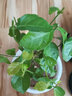 临雅水培绿植物花卉盆栽办公室内客厅桌面懒人水养鲜花卉四季开花盆景 【茉莉花】1盆5-7颗-土球发货 实拍图
