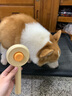 多可特猫狗梳子猫耳一键除毛器针梳除毛梳去浮毛猫咪专用清理器撸猫神器 旋涡梳-黄色【猫犬通用】 实拍图