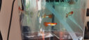 美人雾孔雀鱼观赏鱼活体凤尾鱼斗鱼宠物活体小型热带鱼活体活鱼 美国全红3对（3cm左右） 实拍图