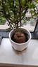 欧芽清香胡椒木植物办公室桌面绿植花卉 盆栽室内客厅 清香木盆景苗【几何陶瓷盘】 含盆 实拍图