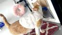 邦帛世冬季加厚保暖狗狗猫咪衣服两脚中小型犬防掉毛厚款宠物衣服 宠物衣服【可牵引白】 L 实拍图