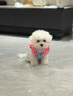 宁宠 比熊犬比熊幼犬白色宠物狗狗活体小狗崽活物茶杯犬狗小型犬 混血级 公 实拍图