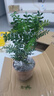 开时果 各类绿植盆栽盆景DIY素材苗 六月雪文竹小苗室内造景微景观植物 胡椒木（小杯） 实拍图
