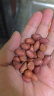 柴火大院 红花生米（中粒 红皮 生花生米 东北五谷杂粮 粗粮）1kg 晒单实拍图