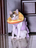 欢宠网伊丽莎白圈猫宠物狗猫咪狗狗绝育软项圈头套脖套防舔防咬脖圈幼猫 实拍图