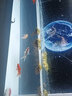 森森（SUNSUN）大型鱼缸水族箱免换水客厅风水家用下滤底过滤鱼缸 时尚新款1.2米长34.6cm宽底滤(黑白灰可选) 实拍图