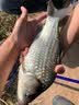小凤仙芦苇浮漂龙源H-LY鱼漂高灵敏轻滑口醒目加粗浮漂近视黑坑鲫鱼漂 实拍图