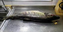 鲜京瑞品2025年【大马哈鱼】礼盒装黑龙江野生新鲜整条未腌制抚远乌苏里江 【顺丰冷链】礼盒大马哈4-4.5斤 实拍图
