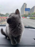涴喵 苏氏纯种英短幼猫短毛猫大脸猫宠物猫咪活体辅助喂养 宠物级 【蓝猫】 实拍图
