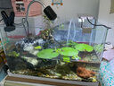 roxin高亮鱼缸LED灯水族箱节能防水灯草缸潜水夹灯水草小型支架 四排【三档变色】A200(适合20-30cm缸) 实拍图