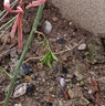 清韵伊人 木香花树苗爬藤开花红黄白特大苗耐寒盆栽地栽爬墙花卉蔷薇 黄木香 中苗50-70厘米高 不含盆 实拍图