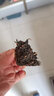 卓霖【藏茶】奶茶砖 藏茶 黑茶 一级茶叶 手工压制 1砖500g 实拍图