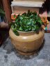 鑫干和铜钱草水培盆栽室内室外花卉金钱草绿植吸绿植花草植物 铜钱草根系一份 实拍图