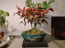 开时果 火焰南天竹桌面植物盆栽 室内冬季耐寒红叶绿植书房禅意创意摆件 【推荐款】白玉圆陶盆+苔藓+底托 实拍图