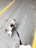 PEITE PET狗绳宠物狗狗牵引绳小型犬小狗幼犬遛狗绳胸背带可伸缩自动牵引绳 黑色【标配扁绳】 S-小号 (适合3-6斤宠物) 实拍图