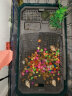 茨格曼生态乌龟缸饲养箱家用养龟专用箱养龟盆塑料乌龟缸养殖箱冬眠箱子 绿色 中号两层全套装 实拍图