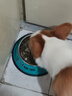萌嘟星宠 狗盆狗碗不锈钢喂食盆猫碗喂水碗防打翻中小型犬宠物碗饭盆用品 实拍图