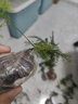 文竹盆栽植物室内办公室绿植花卉盆栽盆景四季常青小盆栽 中文竹【高25厘米】两盆 实拍图