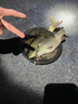 千寿（Qianshou） 千寿钓线野钓柔软鱼线钓鱼线超强拉力尼龙线 子线【买二送一】 4.0 实拍图