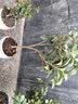 开时果 四季桂花树苗盆栽老桩浓香型花卉 室内植物客厅阳台好养绿植盆景 【家居点缀】精品桂花/40-50cm+宽条纹瓷盆 基地直发 实拍图