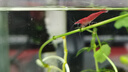 噢水噢观赏虾活体水族淡水小动物鱼缸清洁除藻极火彩色观赏鱼水晶虾壹 品质樱花40送10只备损 实拍图