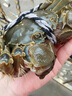 【活蟹】阳澄联合鲜活大闸蟹现货全公蟹4.0-4.3两10只螃蟹去绳足重年货礼盒源头直发 实拍图