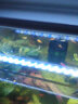 卡奇鱼 胎生鱼 玛丽球鱼热带观赏鱼淡水鱼活体鱼宠物鱼宠物活体丽丽曼龙 黑球玛丽10只 实拍图