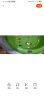 云峰海瑞清洁鱼活体热带鱼观赏鱼水族宠物工具鱼垃圾鱼老鼠鱼鱼缸除藻 黄金胡子大帆3条（3-5厘米） 实拍图
