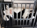 喵先生狗笼中大型犬小型犬狗笼子带厕所家用宠物狗窝围栏狗屋狗狗用品 四面全方管加固款 110*75*90cm 实拍图
