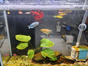 CRAZY PLANT曼龙鱼活体观赏鱼活体热带好养耐活淡水冷水招财风水水族小金鱼苗 【比赛级双色】黄蓝曼龙 3+1 实拍图
