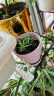 IAM City Farmer迷迭香DIY植物种植趣味盆栽厨房香草儿童桌面种植盆栽 实拍图