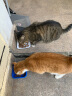 麦富迪营养森林猫粮 成猫暹罗蓝猫波斯猫流浪猫通用型天然粮 10kg 晒单实拍图