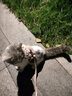 牵引绳猫咪小型犬狗兔绳狗链防挣脱背心式溜猫绳子猫链 粉色【小熊兔兔】 M码【推荐5-11斤】 实拍图