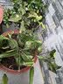 磊运沙糖桔树苗地栽盆栽南方北方种植橘子树苗柑桔果树果苗嫁接砂糖橘 4年精选苗 81cm(含)-110cm(含) 实拍图